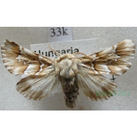 Oxicesta geographica (Fabricius, 1787) Hungaria33k